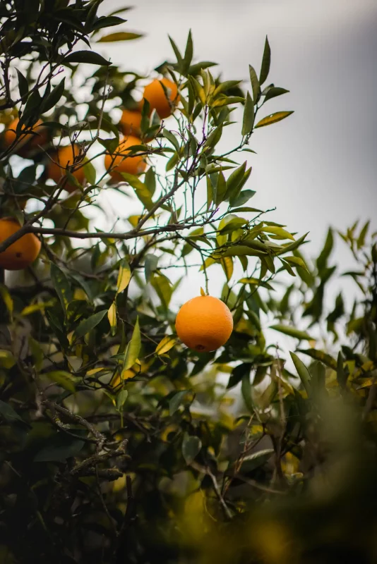Comment tailler un Kumquat