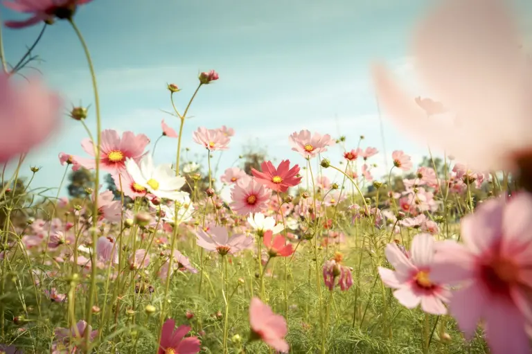 fleurs