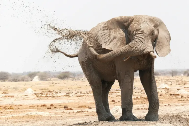 L&rsquo;extraordinaire saga de l&rsquo;éléphant Ahmed : un géant au cœur de la Côte d&rsquo;Ivoire