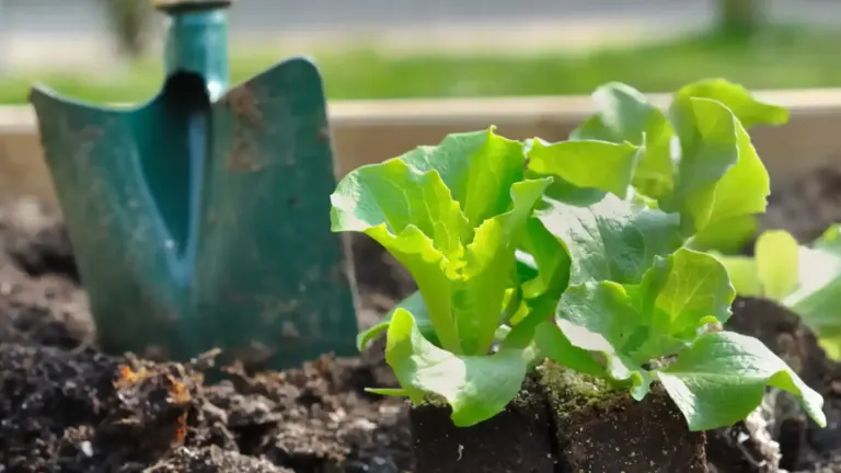 Comment semer des salades en hiver à la maison ?