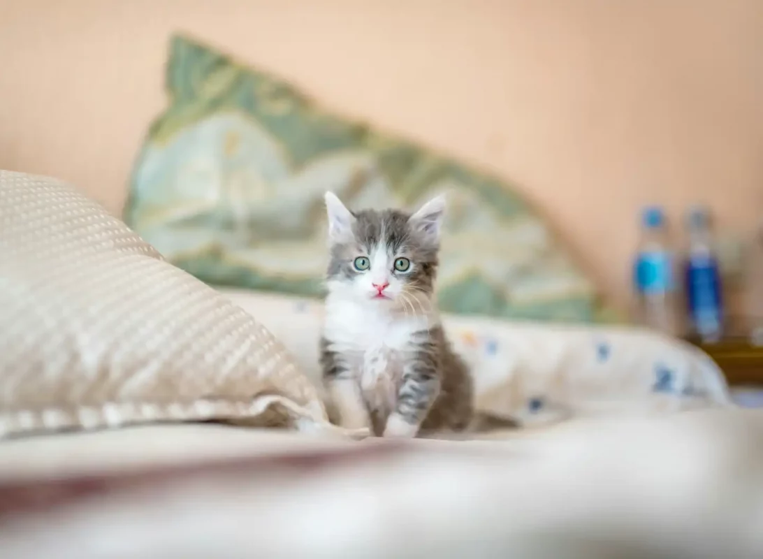 Les critères à prendre en compte pour une alimentation équilibrée de votre chat