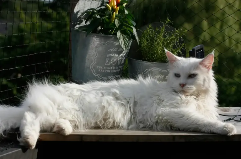 Le Maine Coon, un compagnon idéal : découvrez pourquoi