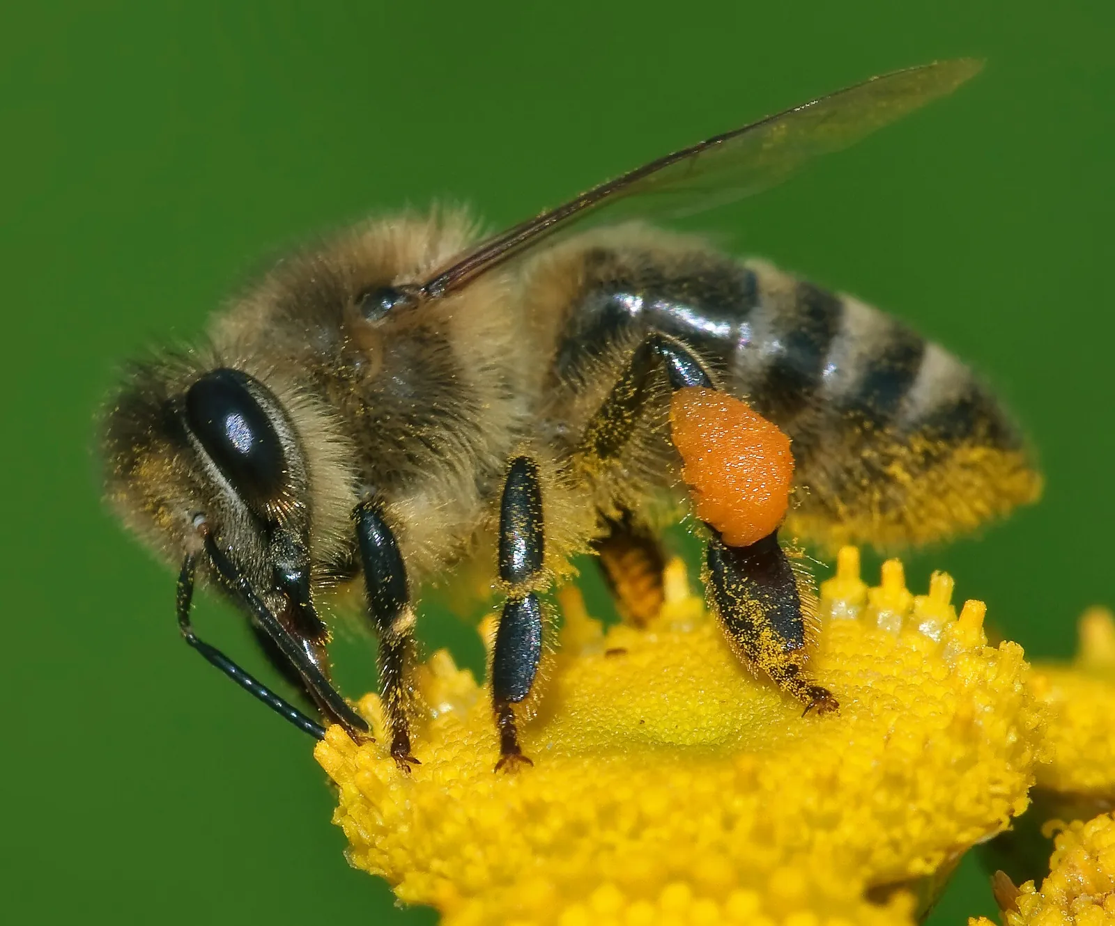 Abeille domestique (Apis mellifera) butinant, animal en A