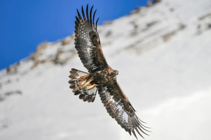 Aigle royal en vol (Aquila chrysaetos), animal qui commence par A