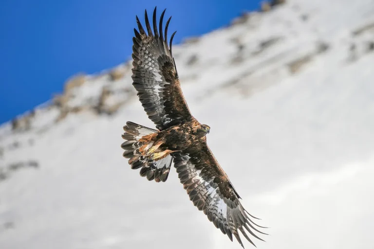 Aigle royal en vol (Aquila chrysaetos), animal qui commence par A