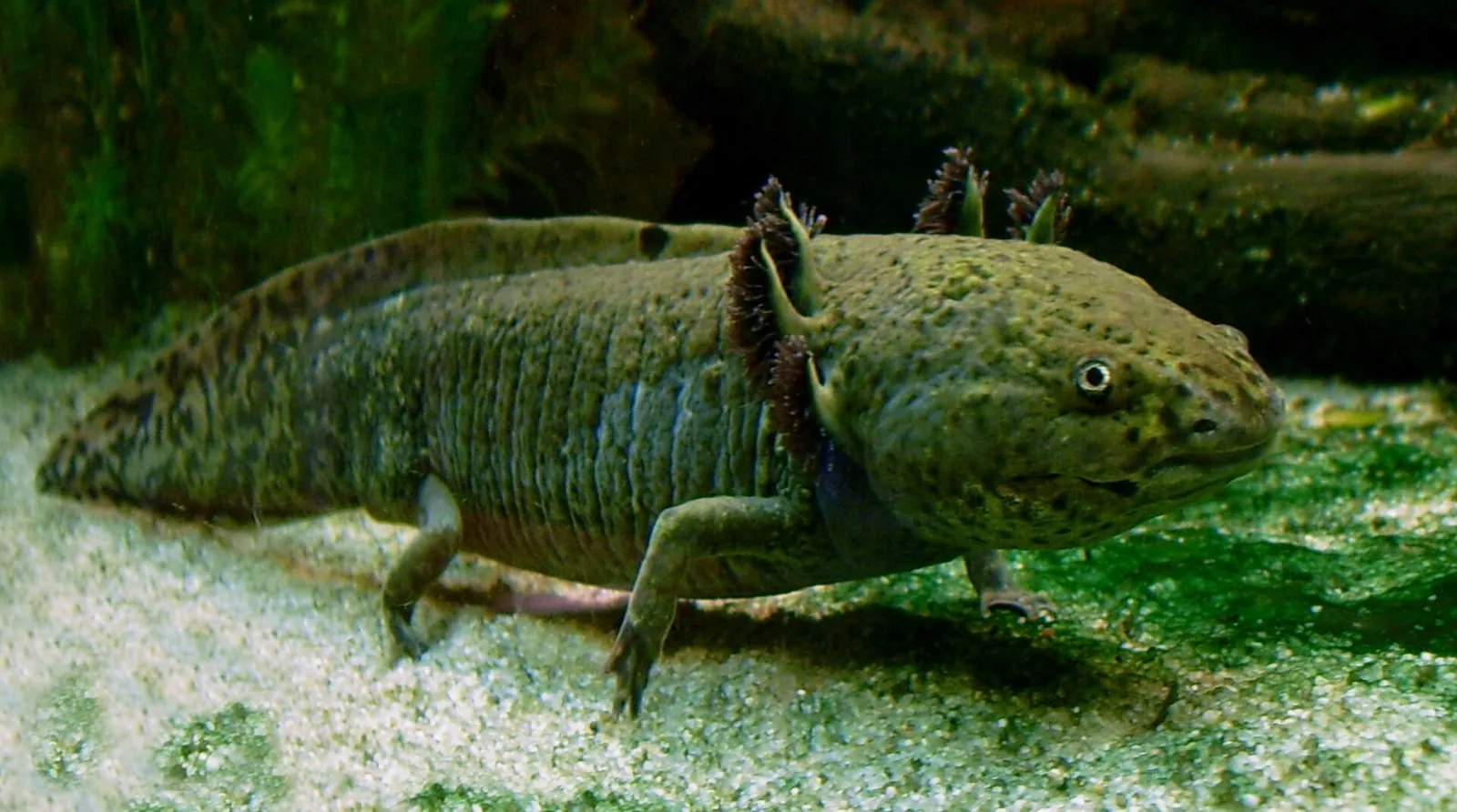 Axolotl rose (Ambystoma mexicanum), amphibien dont le nom commence par A