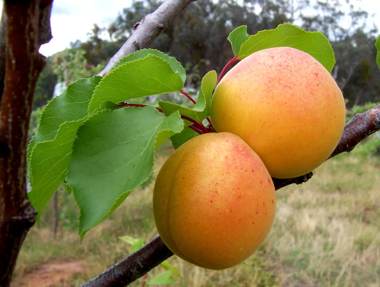 Abricots mûrs de couleur orangée, la teinte abricot
