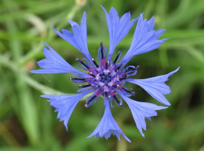 Fleur de bleuet bleu vif, couleur bleu bleuet