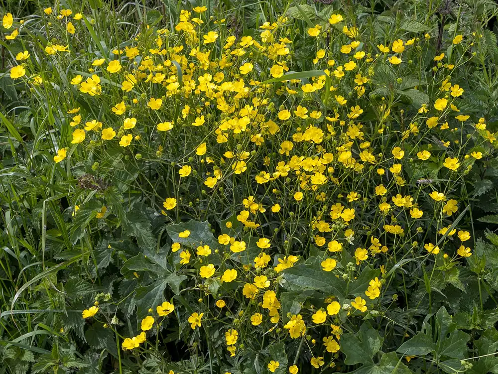 Fleurs de bouton d’or jaune vif dans un pré