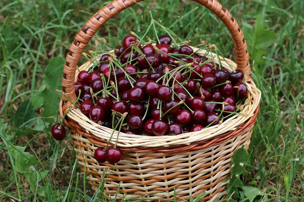 Panier en osier rempli de cerises rouge foncé, la couleur cerise
