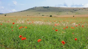 Champ de coquelicots rouge vif en Lozère, la couleur coquelicot