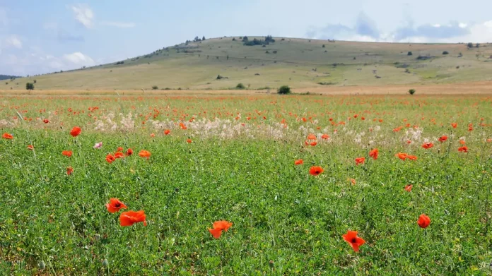 Champ de coquelicots rouge vif en Lozère, la couleur coquelicot
