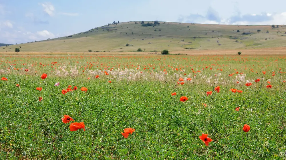 Champ de coquelicots rouge vif en Lozère, la couleur coquelicot
