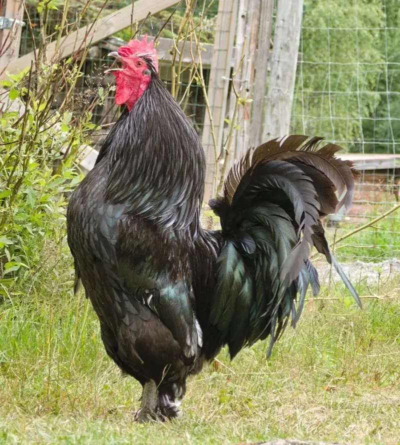 Coq noir dans un jardin, COQ est un mot avec Q sans U