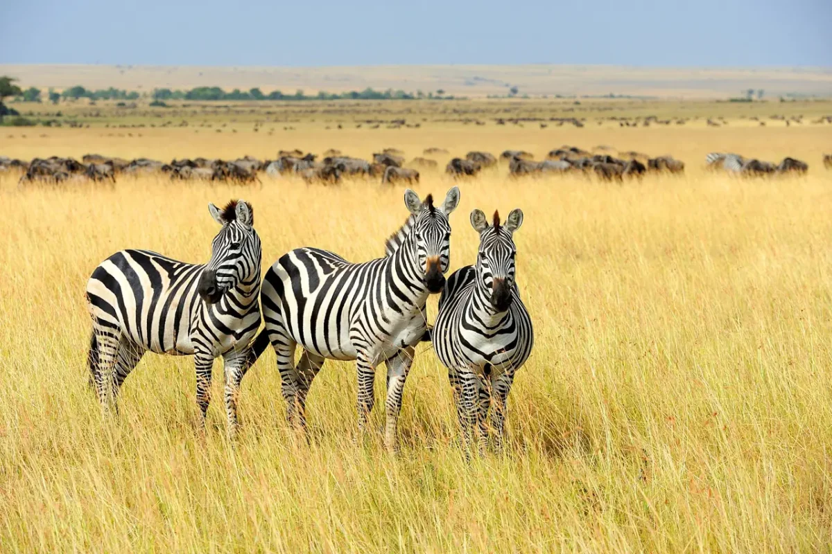 Trois zèbres dans la savane du Masai Mara, ZÈBRE est un mot qui commence par Z