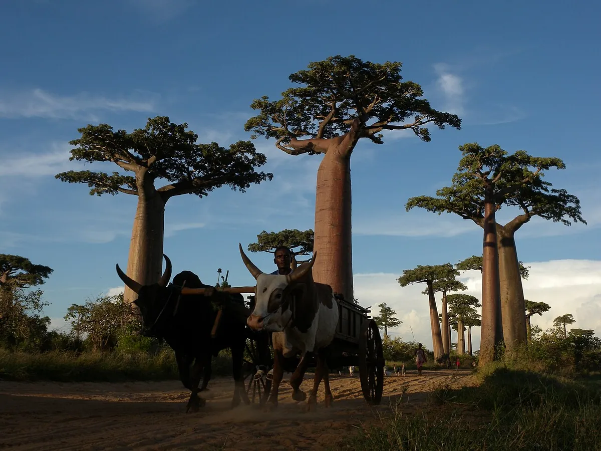 Charrette tirée par deux zébus sur la piste de l’allée des Baobabs près de Morondava, à Madagascar, pays en M