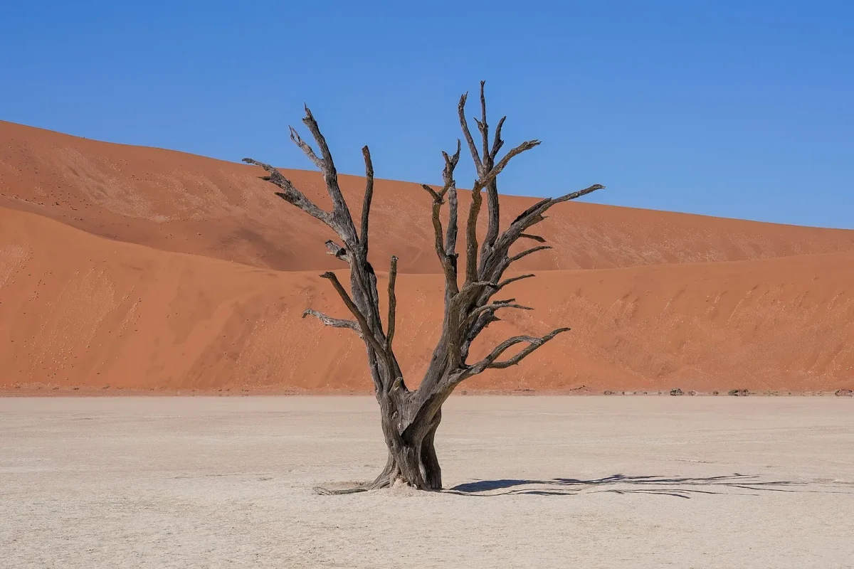 Acacia mort (camel thorn) sur l’argile blanche de Deadvlei, devant les dunes orange de Sossusvlei, en Namibie, pays en N