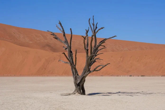 Acacia mort (camel thorn) sur l’argile blanche de Deadvlei, devant les dunes orange de Sossusvlei, en Namibie, pays en N
