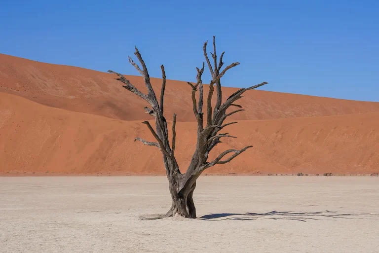 Acacia mort (camel thorn) sur l’argile blanche de Deadvlei, devant les dunes orange de Sossusvlei, en Namibie, pays en N