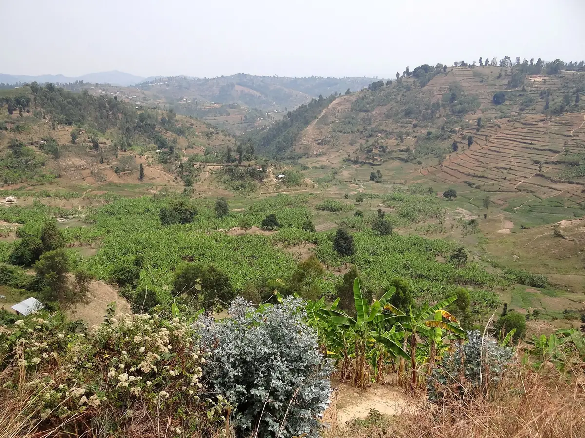 Collines cultivées en terrasses au-dessus du lac Kivu près de Karongi, Rwanda, pays des mille collines, pays en R
